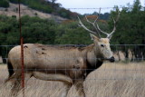 BEHIND THE FENCE