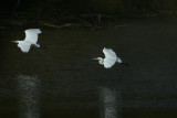E IS FOR EGRETS