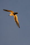 GOLDEN GULL