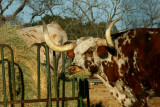 LONGHORN MUNCHING