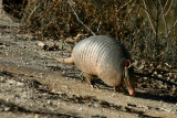 ARMADILLO