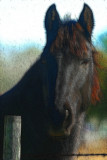 HORSE FRACTUALIZED