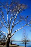 WHITE BIRCH AGAINST BLUE SKY AND WATER