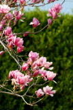TULIP TREE