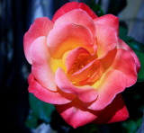 EVERYTHINGS COMING UP ROSES
