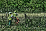 STUCK ON A FENCE.....OUR TAX DOLLARS AT WORK!