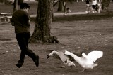 GEESE ATTACK