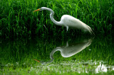 REFLECTION