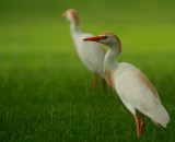 CATTLE EGRETS