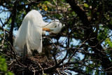 PREENING