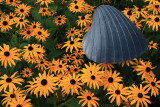 SHELL ON A SEA OF GOLD