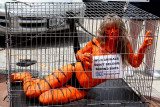 STEEL CAGE