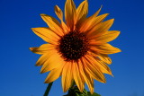 LIKE RAYS OF SUN IN THE SKY