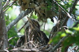 THREE BLACK CRESTED NIGHT HERON CHICKS