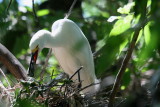 NEST ROBBER AND KILLER