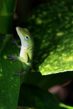 LIZARD IN THE GARDEN