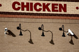 CHICKEN