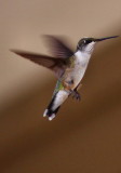 SHOT A HUMMER TODAY! :)