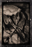 SPURS AND SADDLE HORN