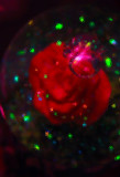 SNOW GLOBE UNDER GLASS