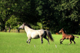 BLACKJACK RUNNING AFTER MOM