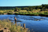 WADING DOWN THE RIVER WITH A RAKE