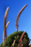 GRASSES