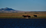 HORSES ON THE RANGE