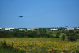 WILDFLOWERS AND ALLIANCE AIRPORT