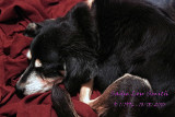 GOODBYE MY BELOVED COMPANION