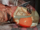 HANDS PREPARING FOOD