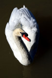 LONE SWAN