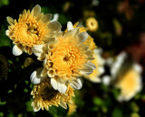 DAISY MUMS