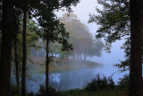 FOG THROUGH THE TREES
