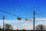 A SMALLER AREA OF THE BIRDS