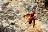 SHOT A WASP TODAY
