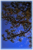 PINE AND MOON - IMAGE 1 - SET3