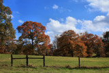 AUTUMN TREES