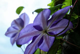 CLEMATIS - IMAGE 1 - SET 4