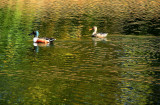 NORTHERN SHOVELERS
