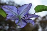 CLEMATIS - IMAGE 3 - SET 4
