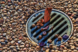 THE DRAIN