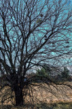SHOE TREE