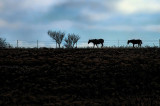 WALKING THE FENCE LINE