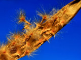 SEEDS WILL LEAVE THEIR PODS