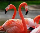 FLAMINGOS