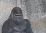 GRANDPA GORILLA