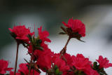 PERFECT AZALEAS