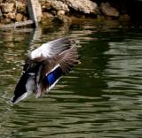 LANDING