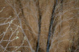 TREES
